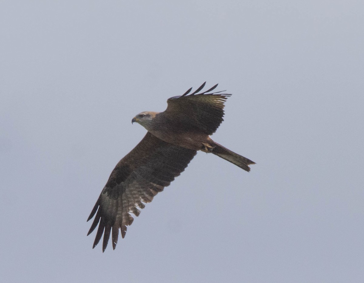 Black Kite - ML618576246