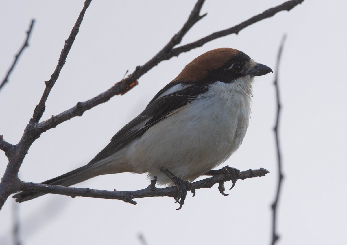 Woodchat Shrike - ML618576248