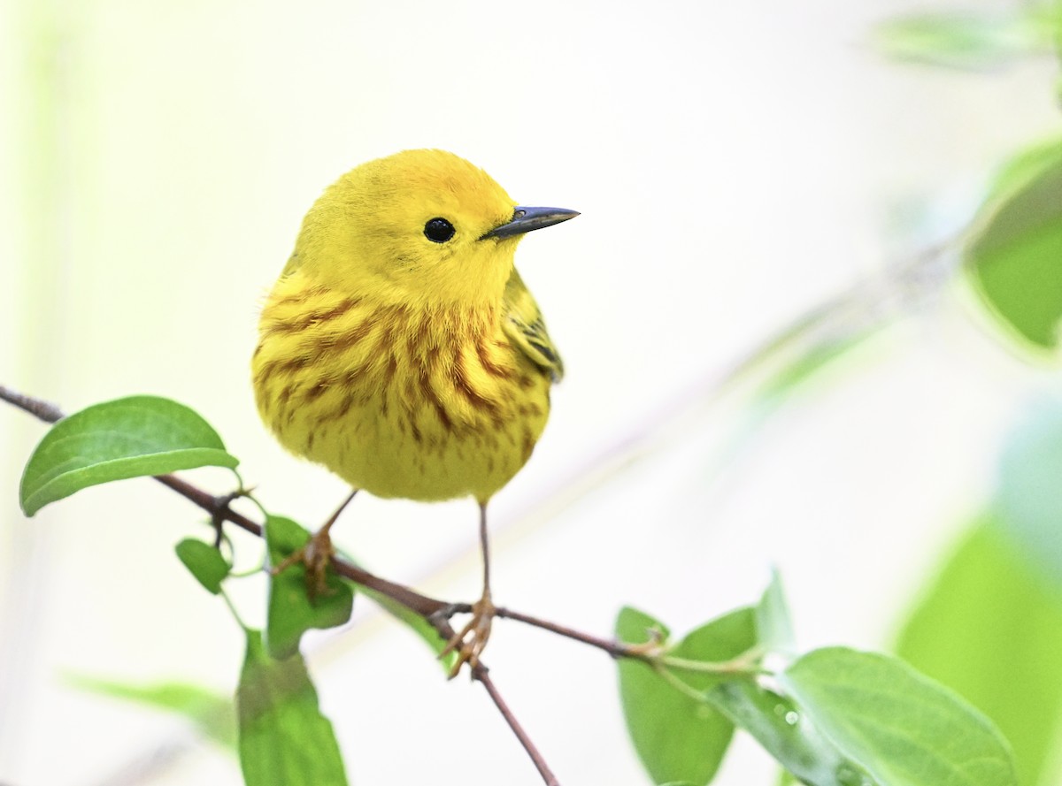 Yellow Warbler (Northern) - ML618576250