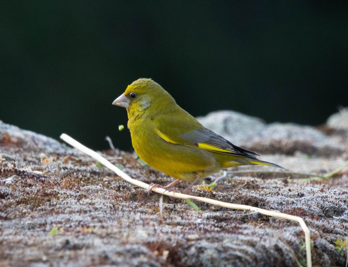 European Greenfinch - ML618576269