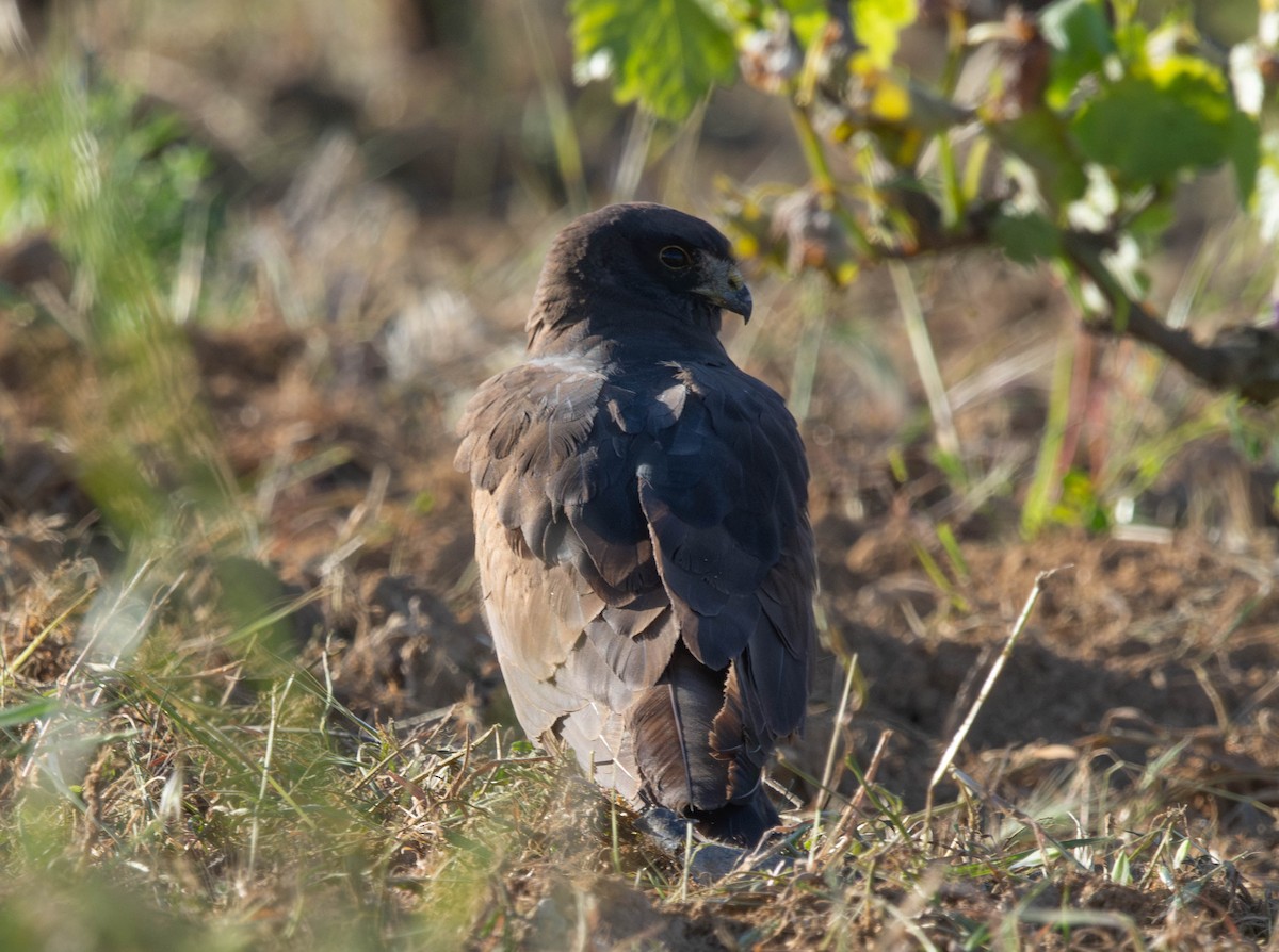 Aguilucho Cenizo - ML618576340