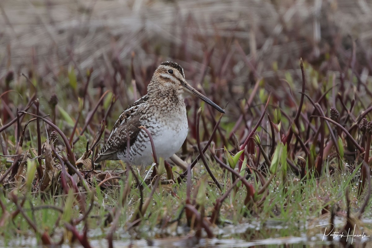 Wilson's Snipe - ML618576348