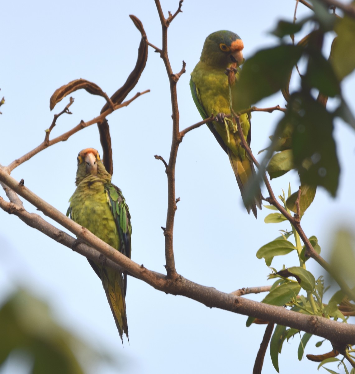 Orange-fronted Parakeet - Zuly Escobedo / Osberto Pineda