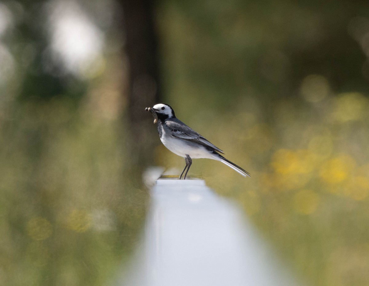 White Wagtail - ML618576382