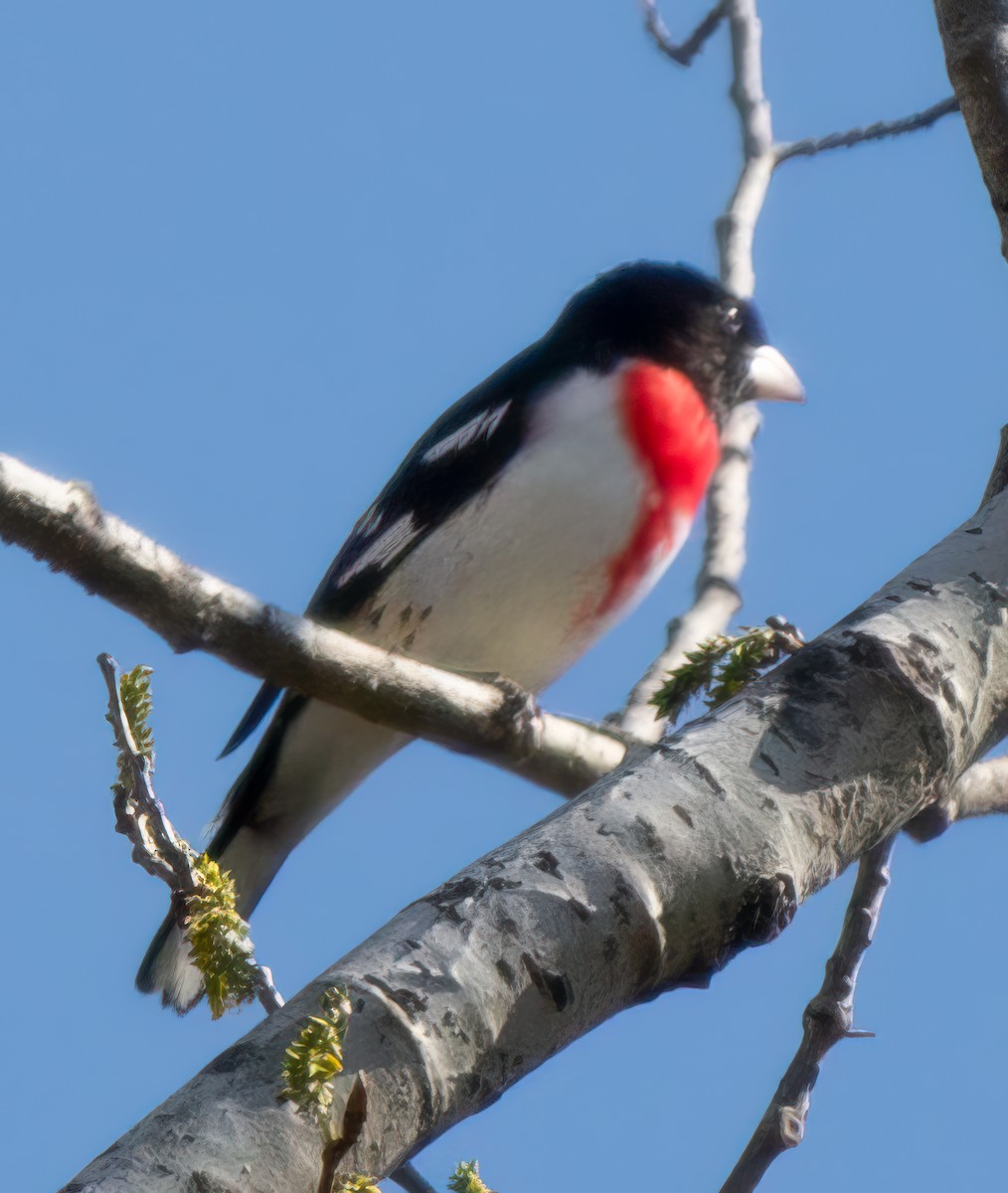 Rose-breasted Grosbeak - ML618576406