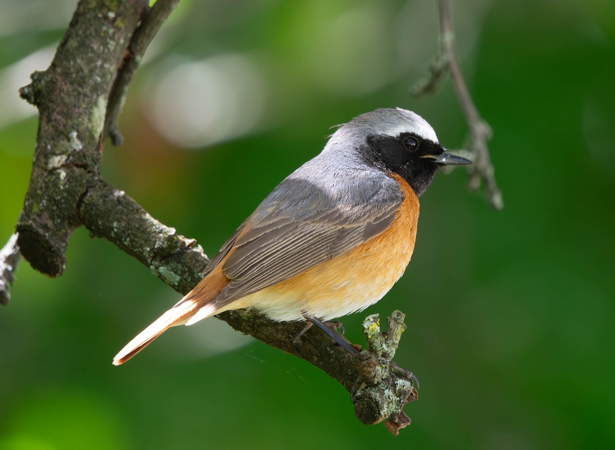 Common Redstart - ML618576408