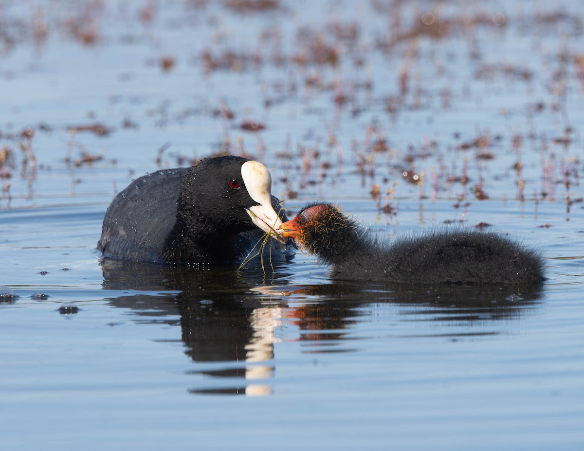 Eurasian Coot - ML618576419