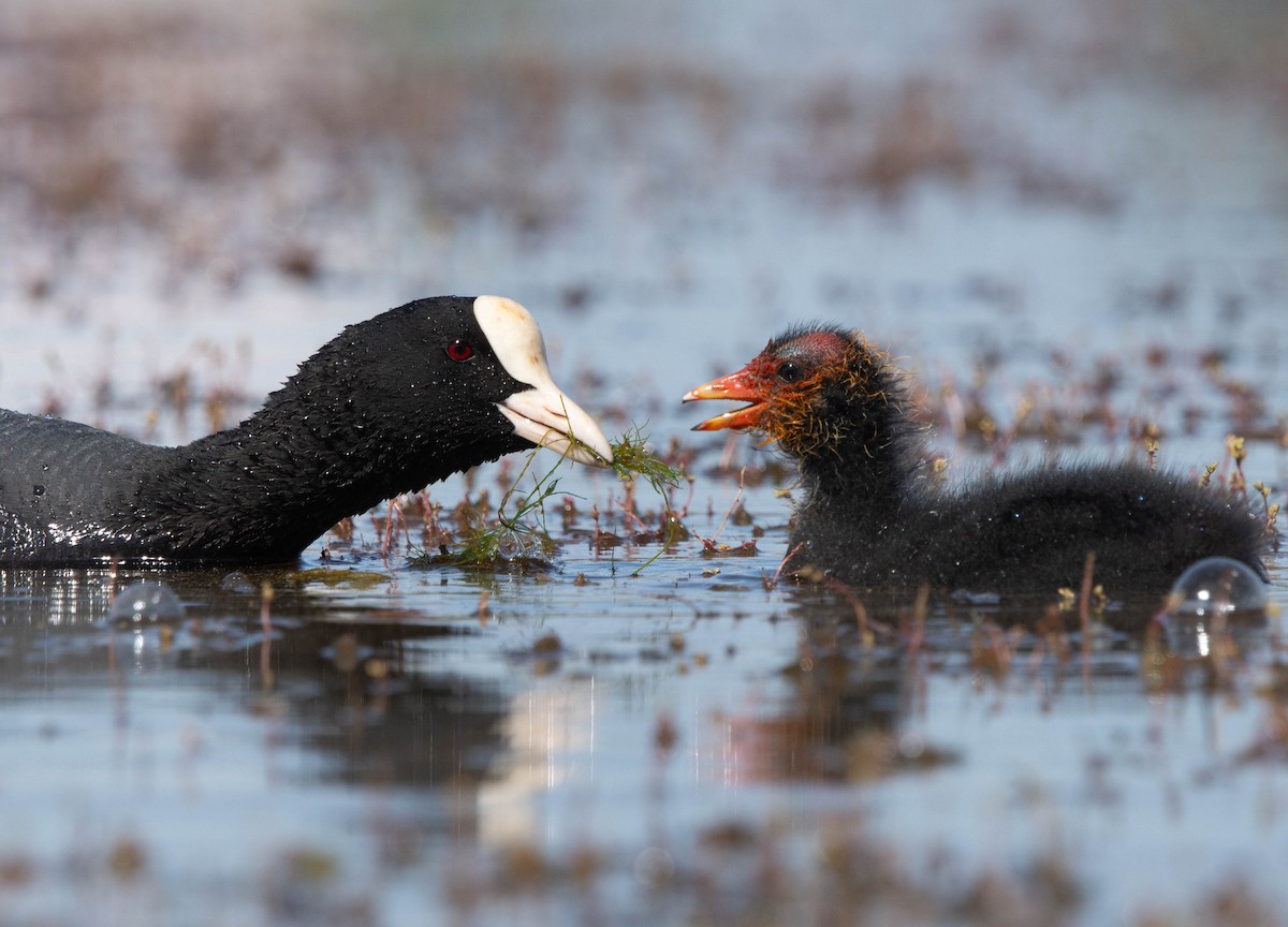 Eurasian Coot - ML618576421