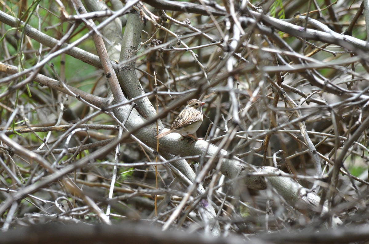 Clay-colored Sparrow - John Mark Simmons