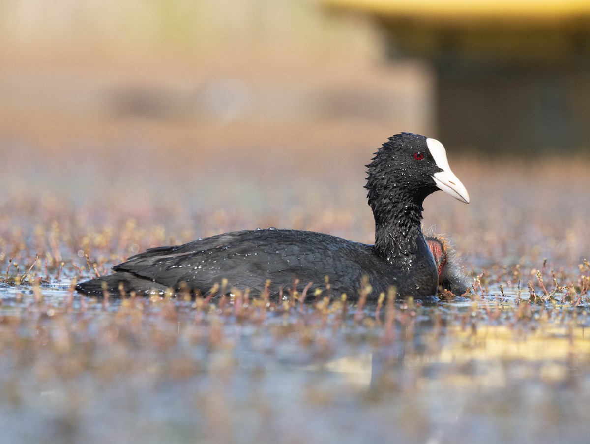 Eurasian Coot - João  Esteves