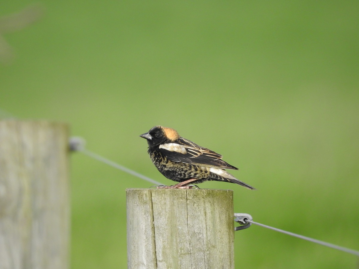 bobolink americký - ML618576446