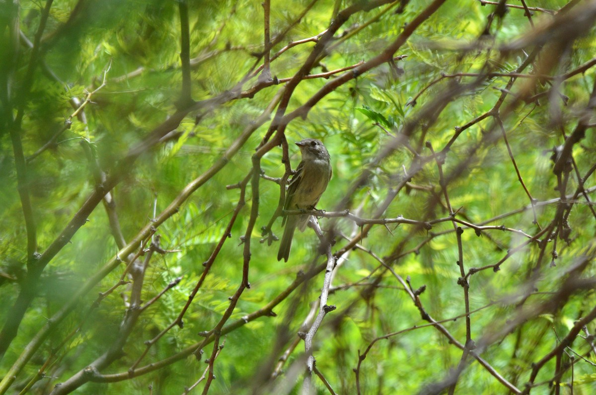 Dusky Flycatcher - ML618576483