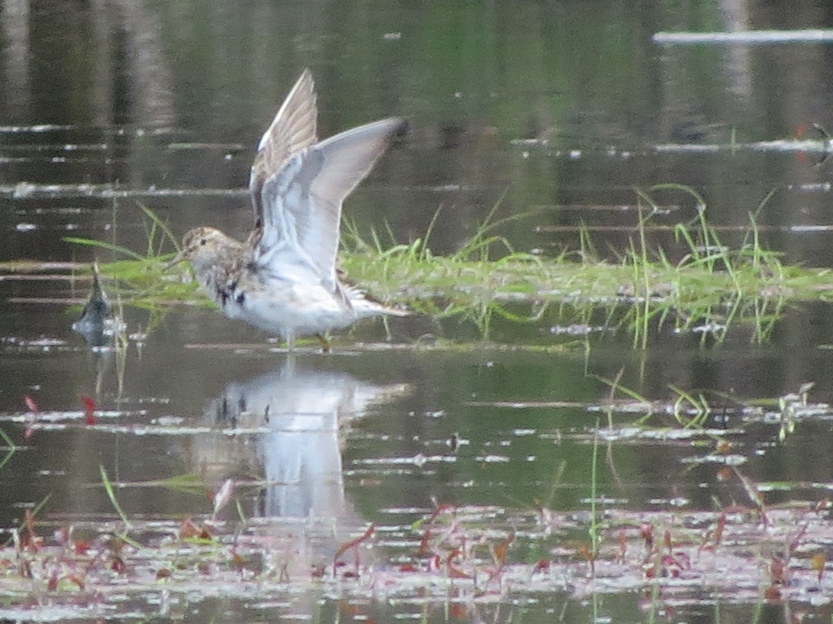 Pectoral Sandpiper - Chris Floyd