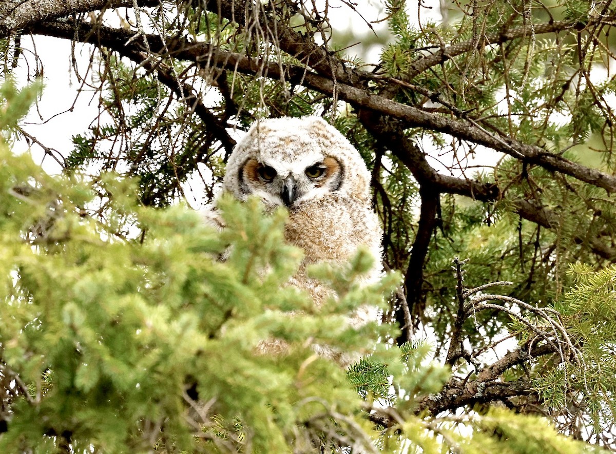 Great Horned Owl - ML618576516