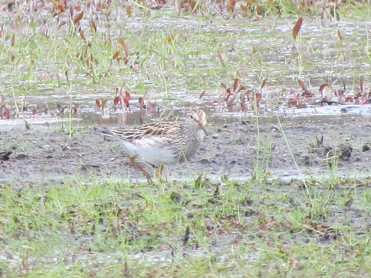 Pectoral Sandpiper - Chris Floyd