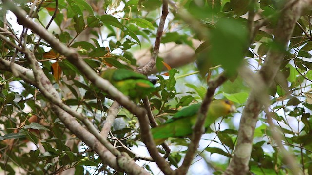 Golden-tailed Parrotlet - ML618576600