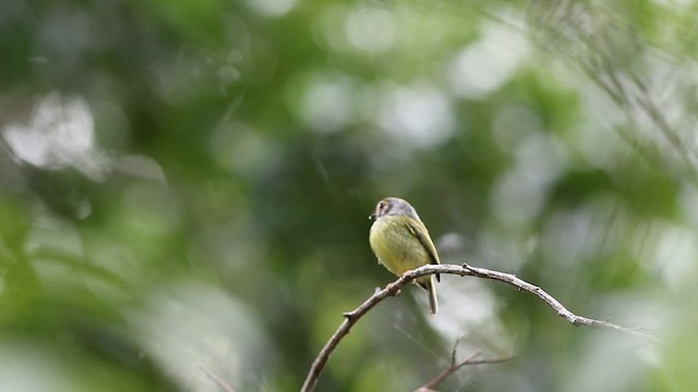 ミミグロコビトタイランチョウ - ML618576624