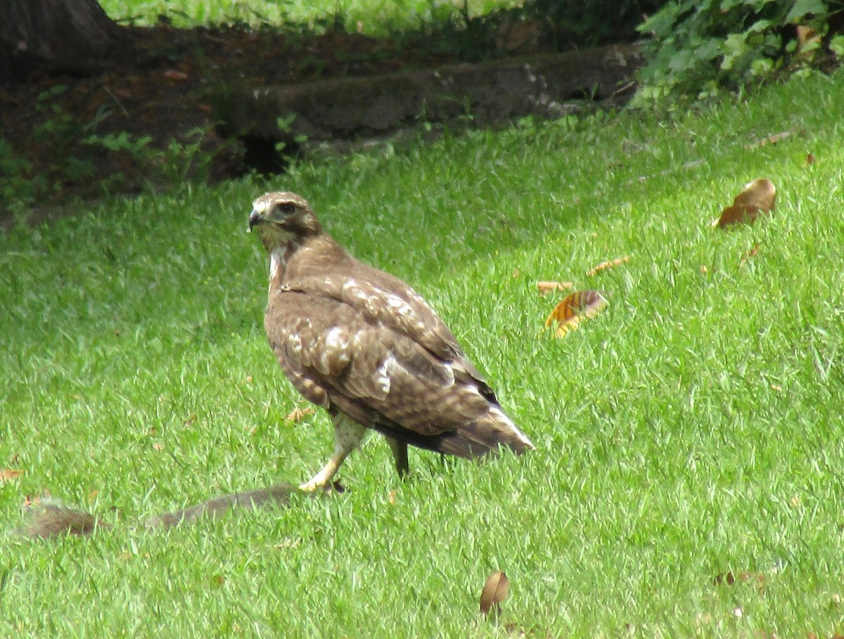 Red-tailed Hawk - ML618576640
