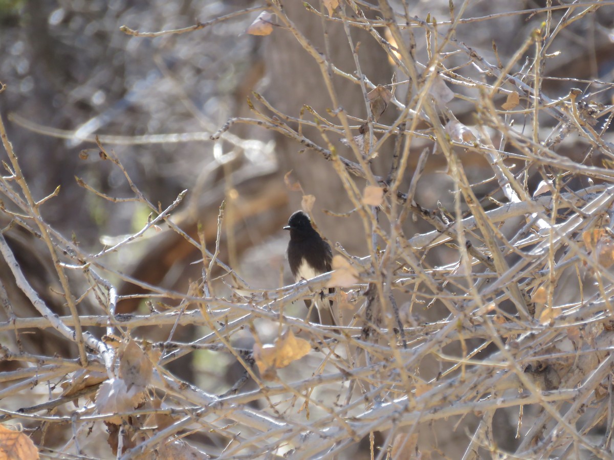 Black Phoebe - ML618576660