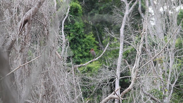 Rufescent Tiger-Heron - ML618576694