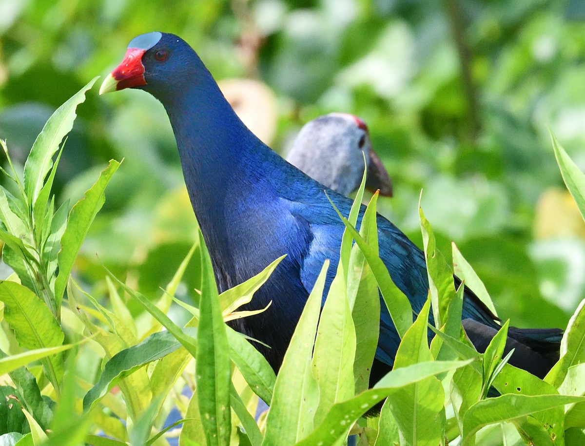 Purple Gallinule - ML618576697