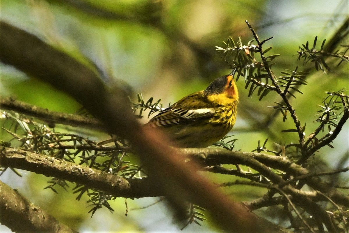 Cape May Warbler - Mark Miller