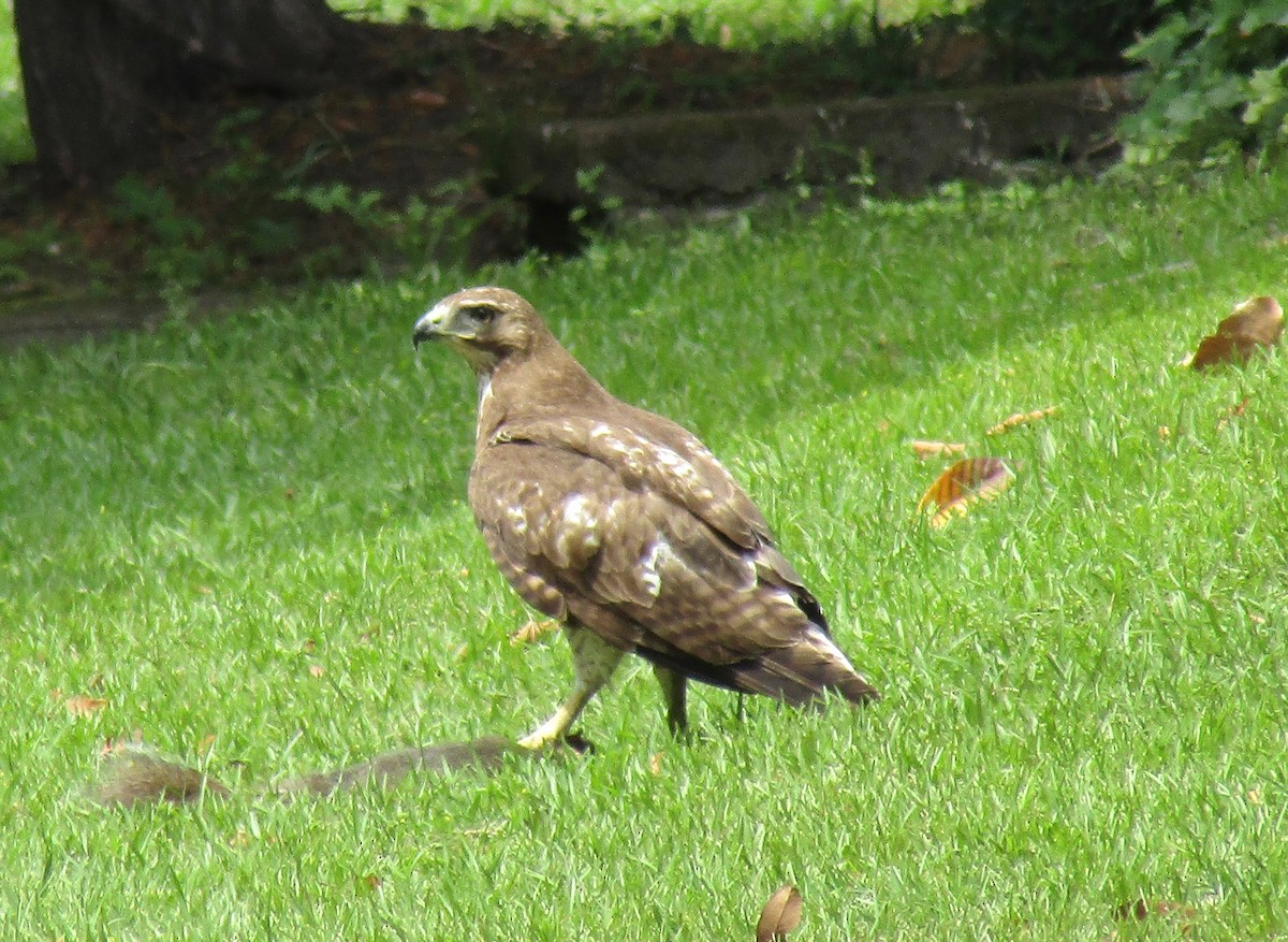 Red-tailed Hawk - ML618576708