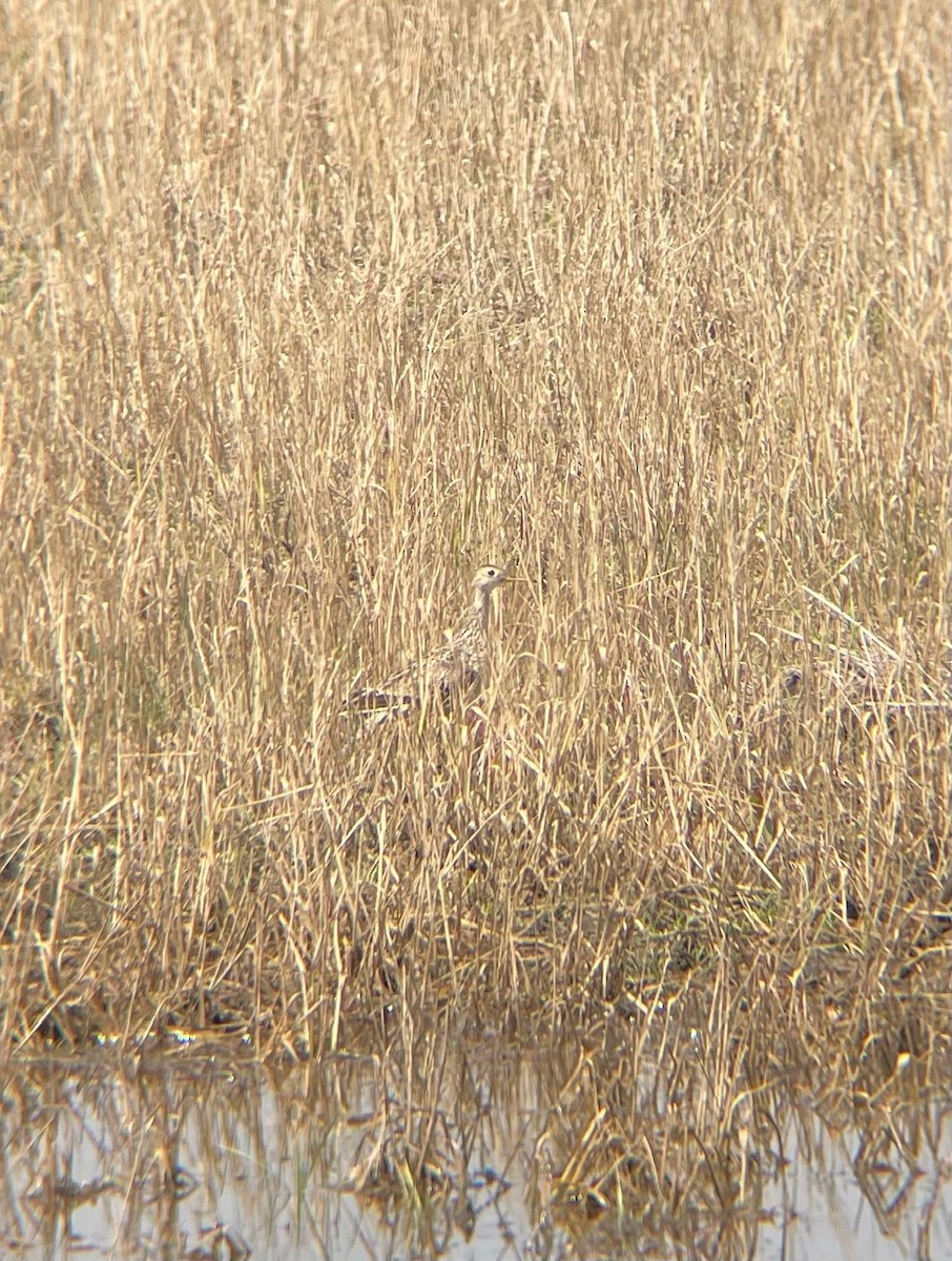 Upland Sandpiper - ML618576728