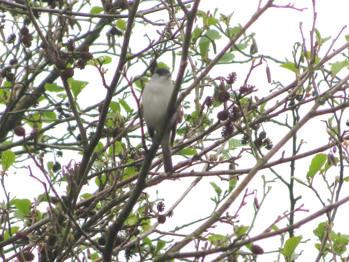 Eurasian Blackcap - Juvenile Birder