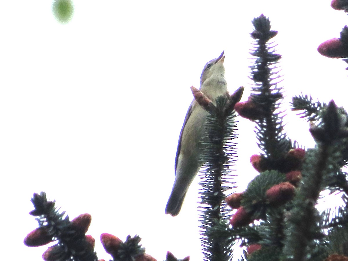 Garden Warbler - ML618576757