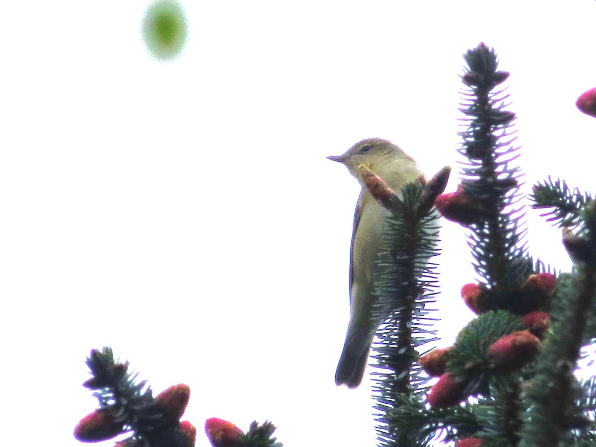 Garden Warbler - ML618576758