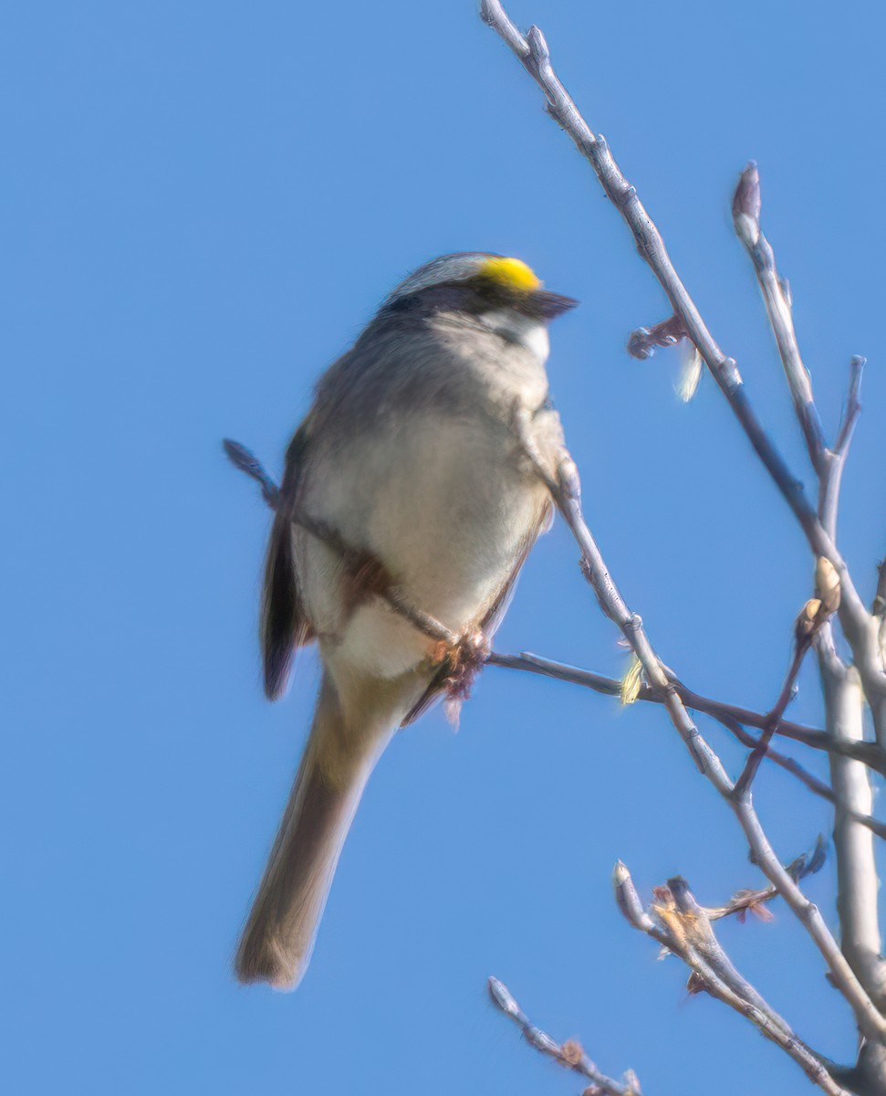 White-throated Sparrow - ML618576766