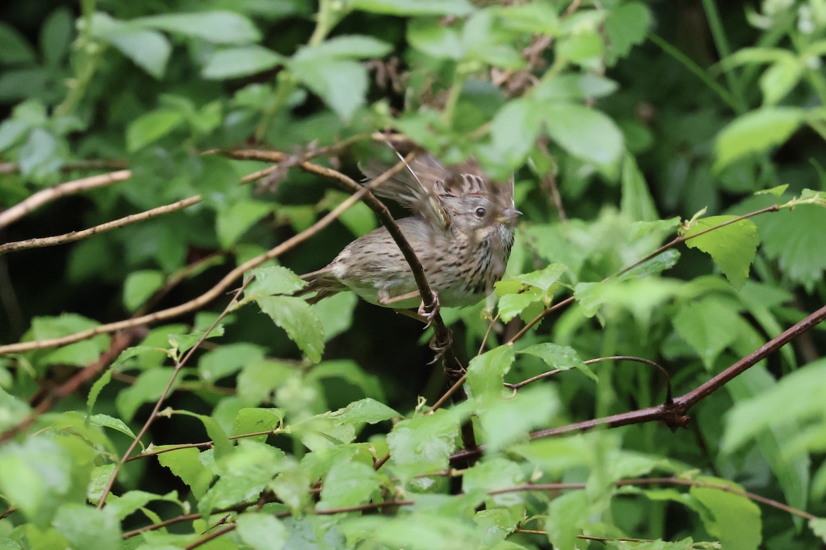 Lincoln's Sparrow - ML618576774