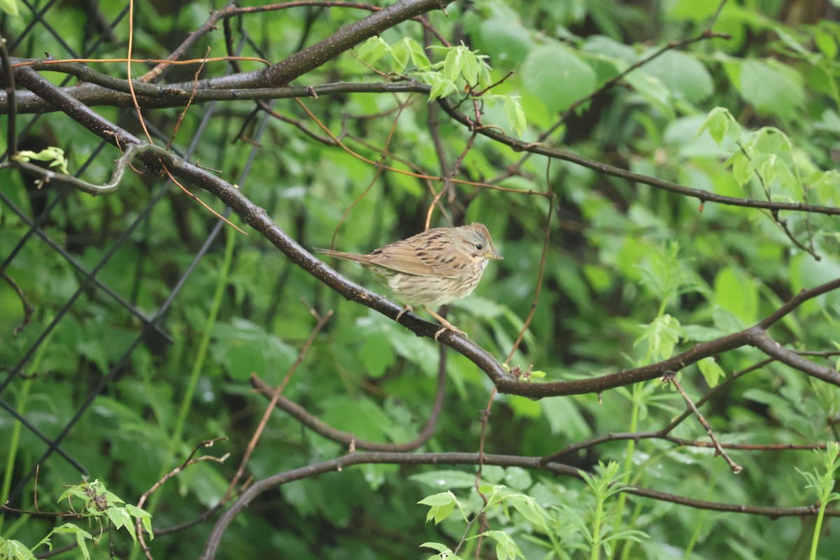 Lincoln's Sparrow - ML618576775