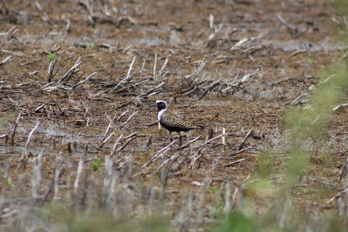 American Golden-Plover - ML618576829