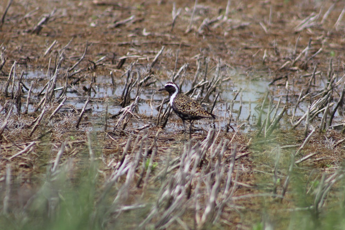 American Golden-Plover - ML618576831