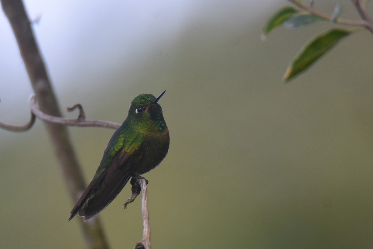 Tyrian Metaltail (Santa Marta) - ML618576873