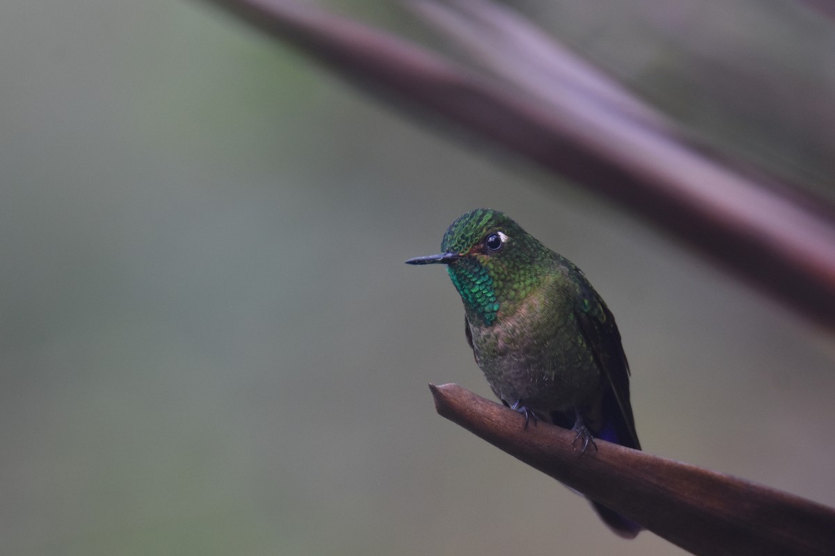 Tyrian Metaltail (Santa Marta) - ML618576876