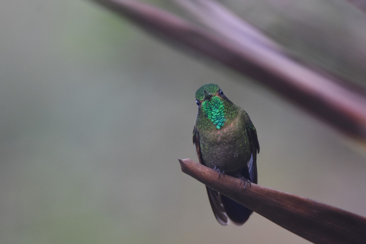 Tyrian Metaltail (Santa Marta) - Luke Berg