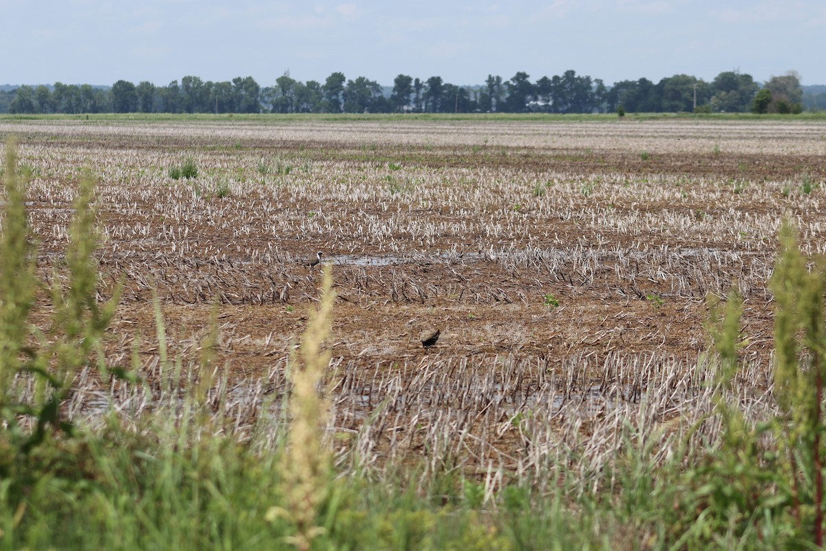 American Golden-Plover - ML618576893