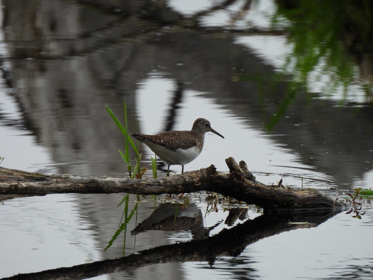 Solitary Sandpiper - ML618576915