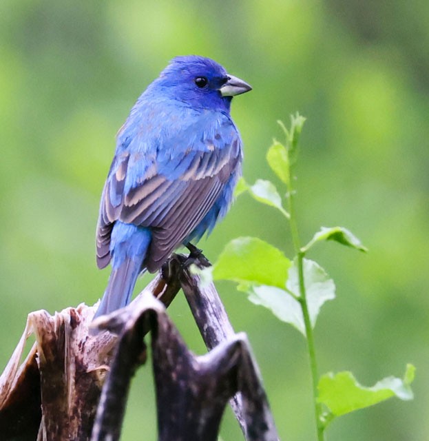 Indigo Bunting - John Cassady