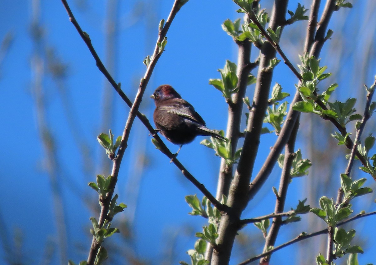 Varied Bunting - Mary Maertz