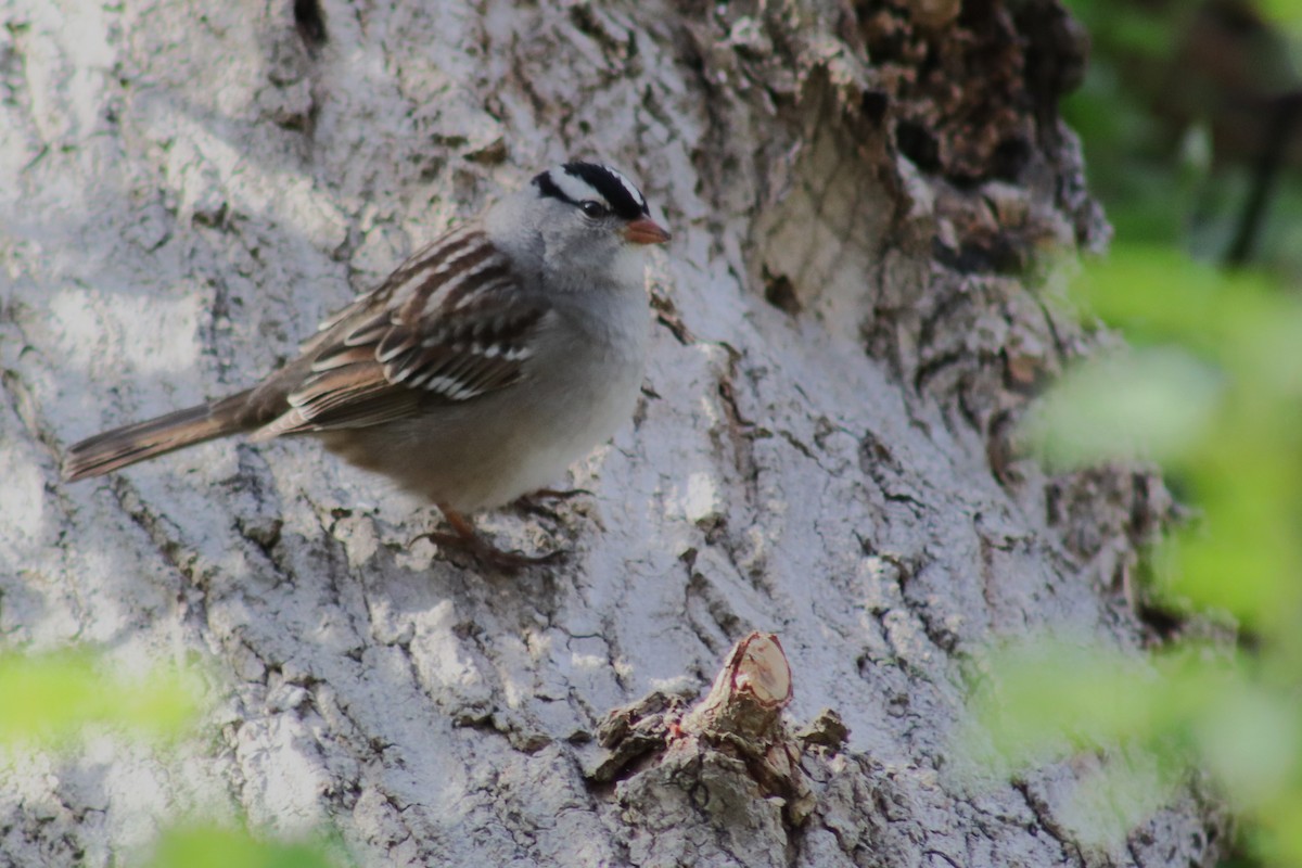 White-crowned Sparrow - ML618577001