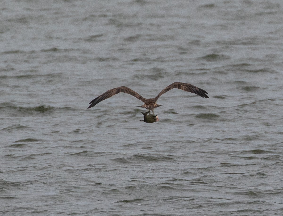 Osprey - ML618577072