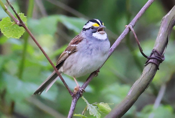 White-throated Sparrow - John Cassady