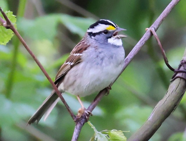 White-throated Sparrow - John Cassady