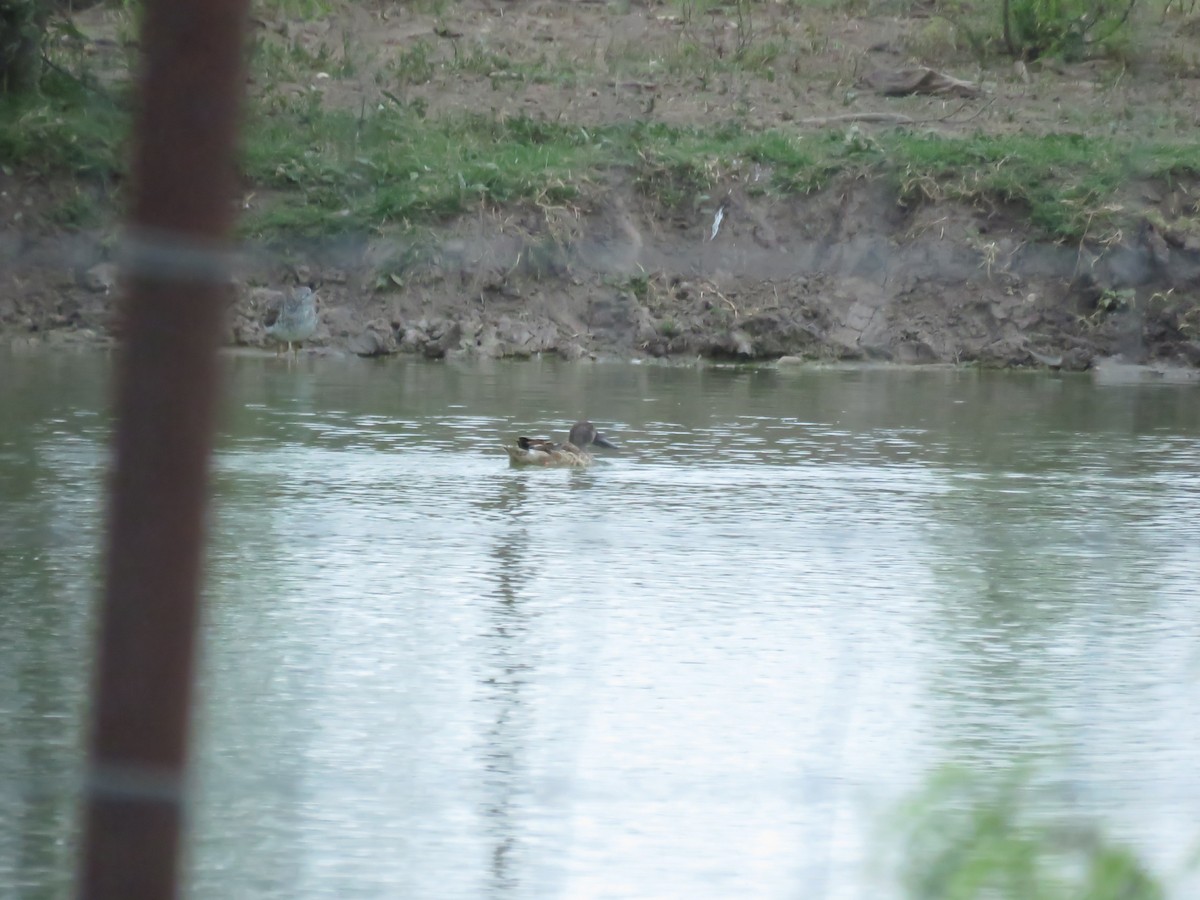 Blue-winged Teal x Northern Shoveler (hybrid) - ML618577091