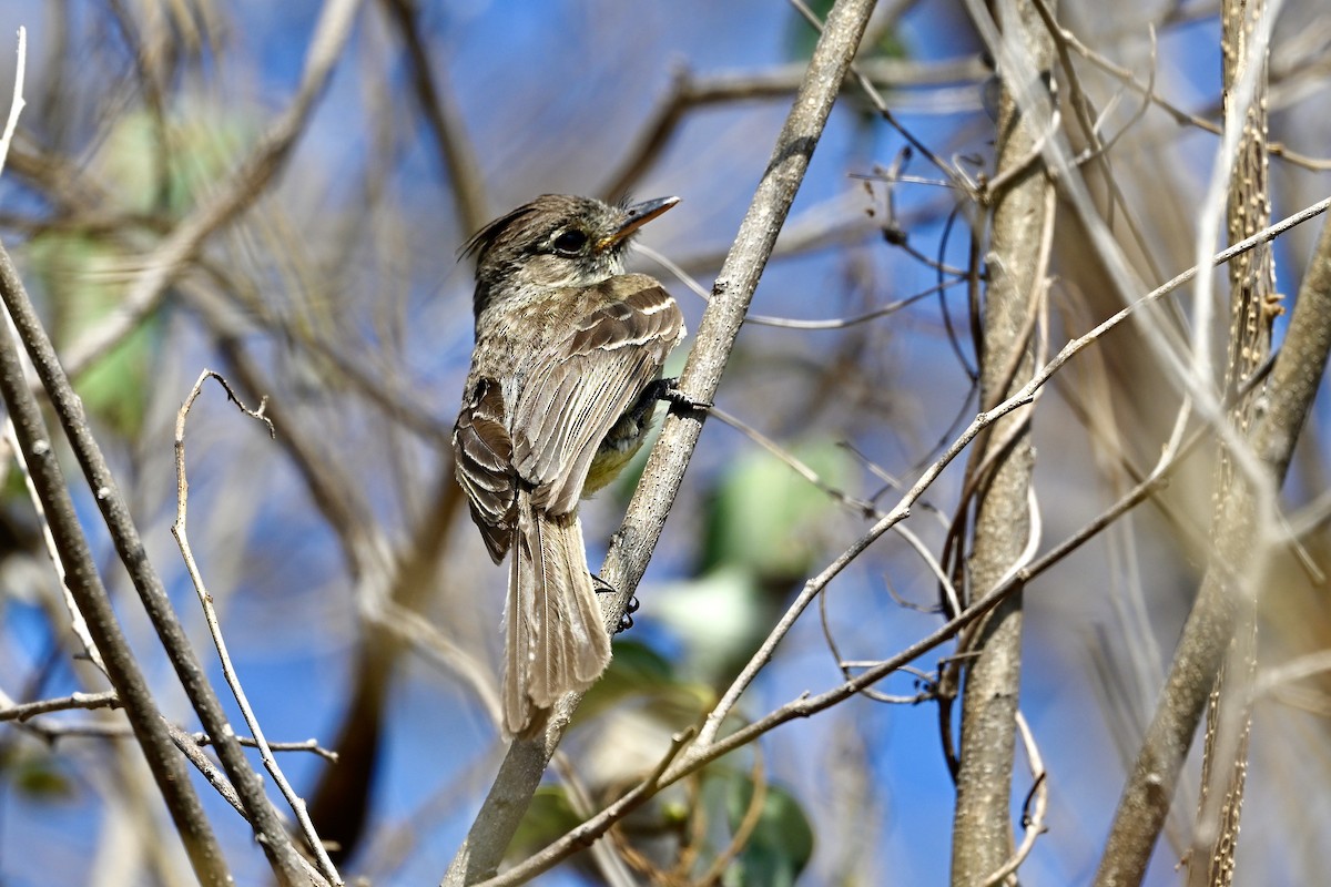 Pileated Flycatcher - ML618577127