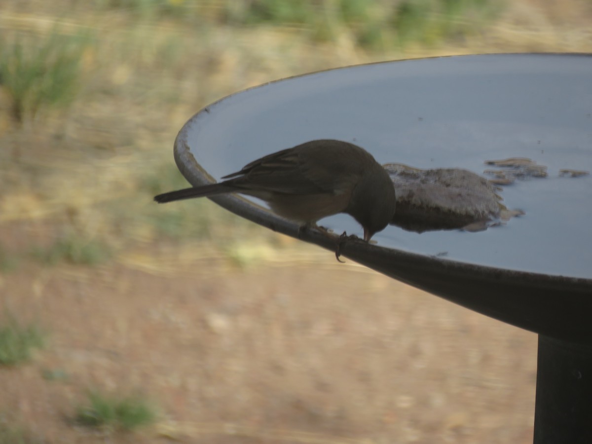 Junco ardoisé (mearnsi) - ML618577152